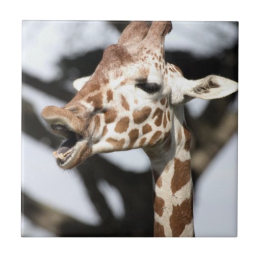 Giraffe met grappig gezicht, reticulated, San Fran Tegeltje (Voorkant)