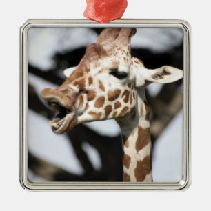 Giraffe met grappig gezicht, San Francisco Metalen Ornament
