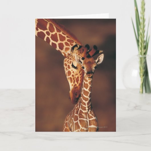 Giraffe met Kalf | camelopardalis Giraffa Kaart (Voorkant)