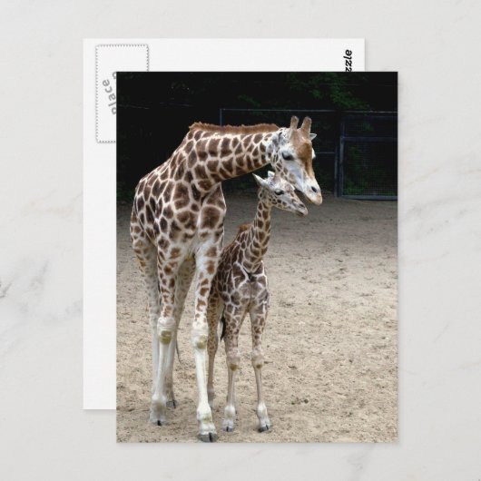 Giraffe met kind briefkaart (Voorkant / Achterkant)