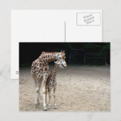Giraffe met kind briefkaart (Voorkant / Achterkant)