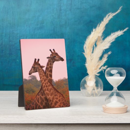 Giraffe met roze lucht en Mopani bomen Fotoplaat (Zijkant)