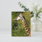 Giraffe met tongen tikken in de war briefkaart (Staand voorkant)