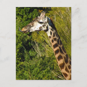Giraffe met tongen tikken in de war briefkaart