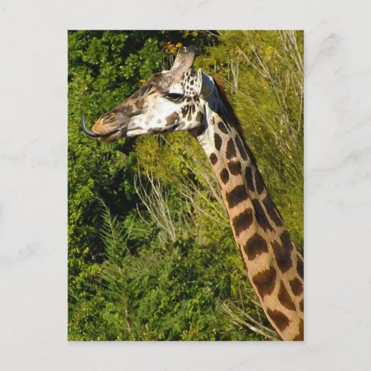 Giraffe met tongen tikken in de war briefkaart (Voorkant)