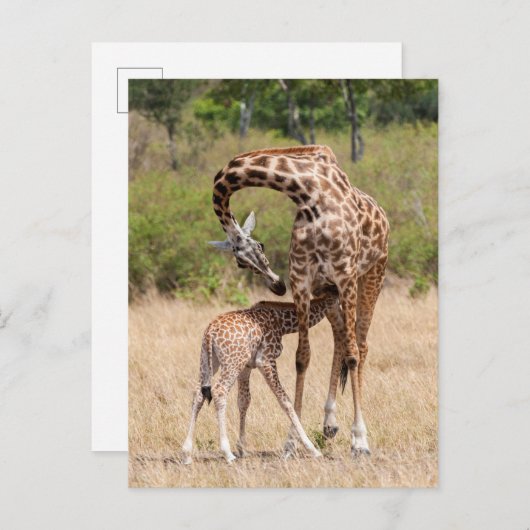 Giraffe moeder en Baby in Kenia Briefkaart (Voorkant / Achterkant)