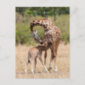 Giraffe moeder en Baby in Kenia Briefkaart (Voorkant)