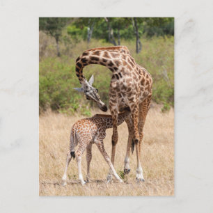 Giraffe moeder en Baby in Kenia Briefkaart