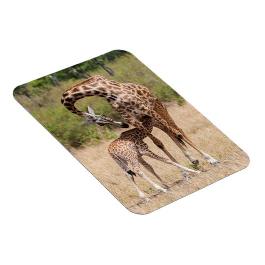 Giraffe moeder en Baby in Kenia Magneet (Rechterzijde)