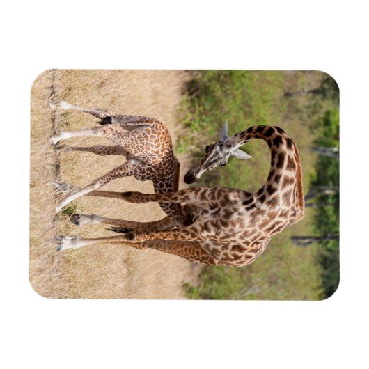 Giraffe moeder en Baby in Kenia Magneet (Horizontaal)