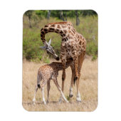 Giraffe moeder en Baby in Kenia Magneet (Verticaal)