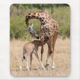 Giraffe moeder en Baby in Kenia Muismat