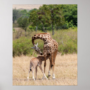 Giraffe moeder en Baby in Kenia Poster