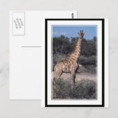 Giraffe - Nationaal Park Etosha, Namibië Briefkaart (Voorkant / Achterkant)