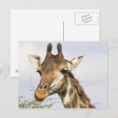 Giraffe, Nationaal Park Kruger, Zuid-Afrika Briefkaart (Voorkant / Achterkant)
