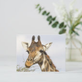 Giraffe, Nationaal Park Kruger, Zuid-Afrika Briefkaart (Staand voorkant)