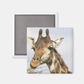 Giraffe, Nationaal Park Kruger, Zuid-Afrika Magneet (Voorkant / Achterkant)
