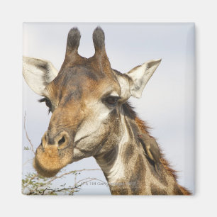 Giraffe, Nationaal Park Kruger, Zuid-Afrika Magneet