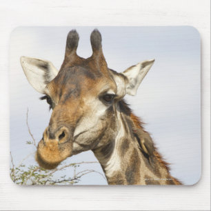 Giraffe, Nationaal Park Kruger, Zuid-Afrika Muismat