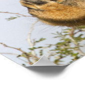 Giraffe, Nationaal Park Kruger, Zuid-Afrika Poster (Hoek)