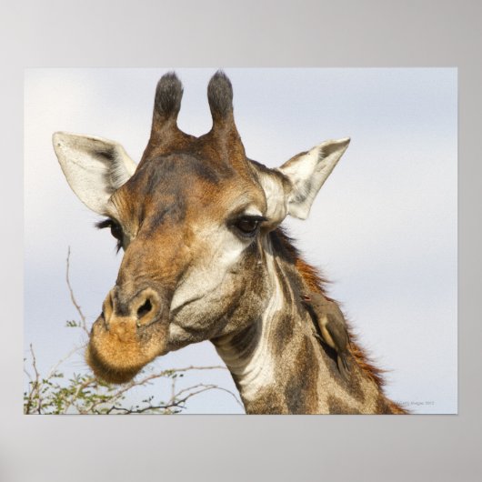 Giraffe, Nationaal Park Kruger, Zuid-Afrika Poster (Voorkant)