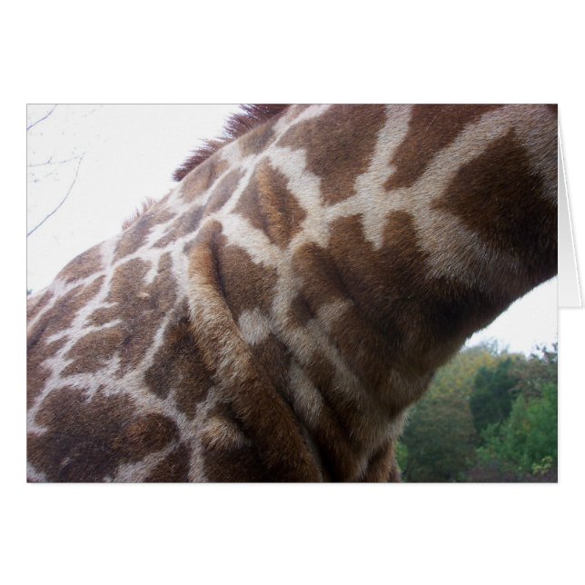 Giraffe Neck (Voorkant Horizontaal)