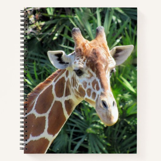 Giraffe Notitieboek - 8,5 x 11, 8,5 x 8,5 of hart (Voorkant)