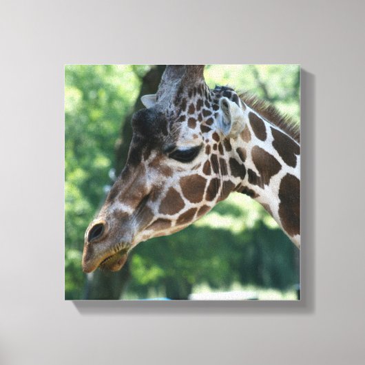Giraffe omgepakt Canvas Afdruk (Voorkant)