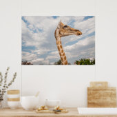 Giraffe omhoog Sluiten Poster (Keuken)