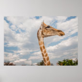 Giraffe omhoog Sluiten Poster (Voorkant)