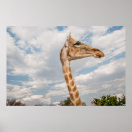 Giraffe omhoog Sluiten Poster