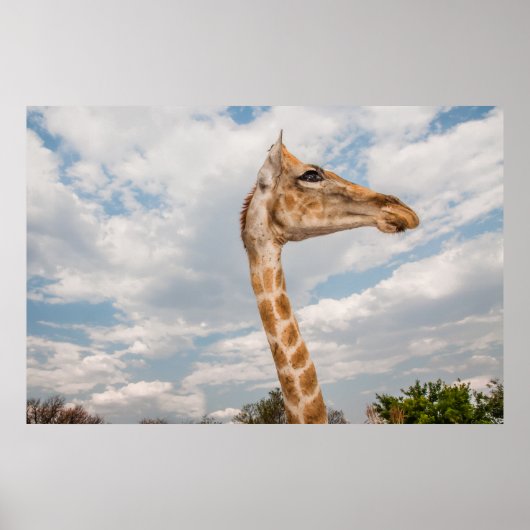 Giraffe omhoog Sluiten Poster (Voorkant)