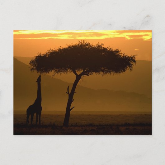 Giraffe op Sunrise Briefkaart (Voorkant)
