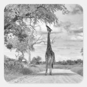 Giraffe op weg vierkante sticker (Voorkant)