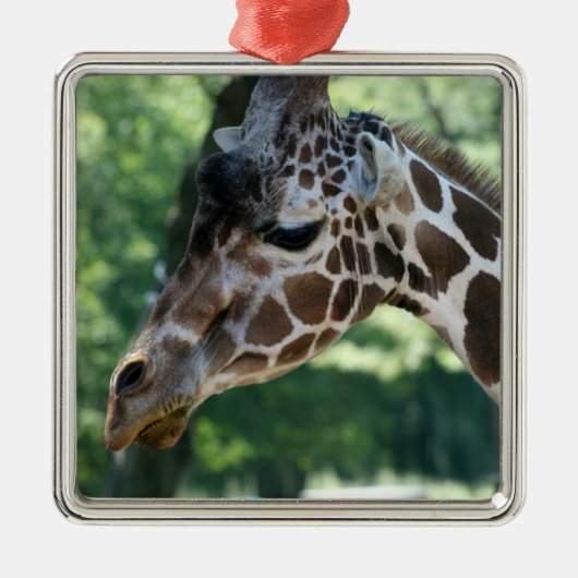 Giraffe Ornament (Voorkant)
