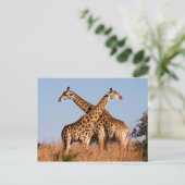 Giraffe paar briefkaart (Staand voorkant)