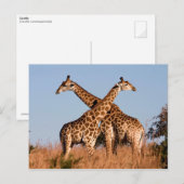 Giraffe paar briefkaart (Voorkant / Achterkant)