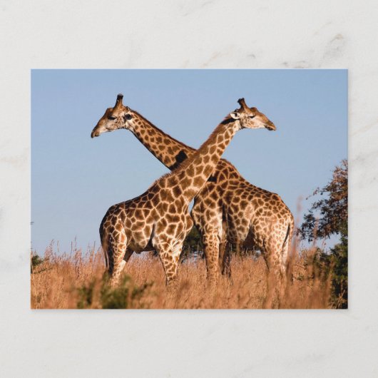 Giraffe paar briefkaart (Voorkant)