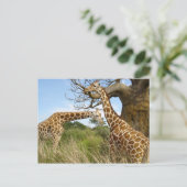 Giraffe paar briefkaart (Staand voorkant)