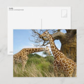 Giraffe paar briefkaart (Voorkant / Achterkant)