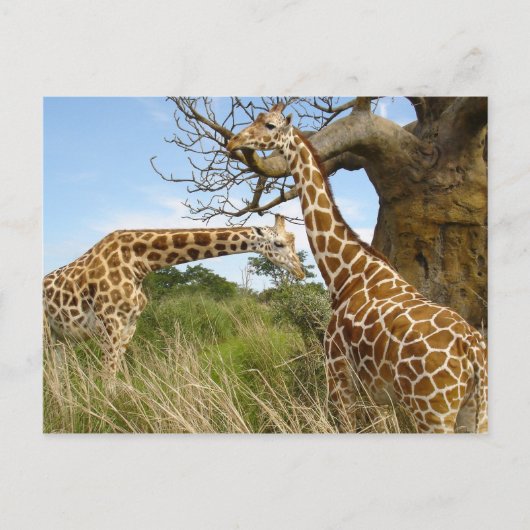 Giraffe paar briefkaart (Voorkant)