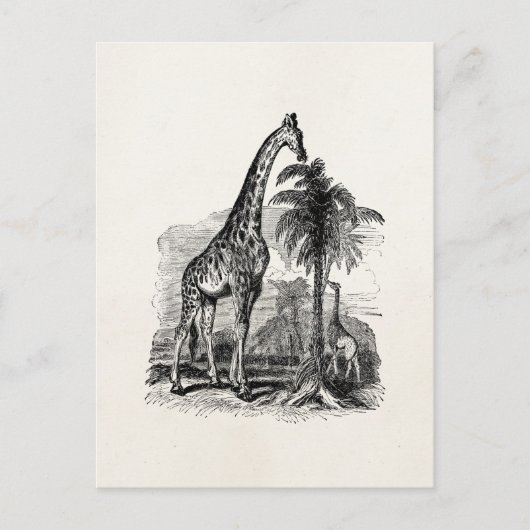 Giraffe - Persoonlijke illustratie van dieren Briefkaart (Voorkant)