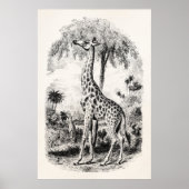 Giraffe - Persoonlijke illustratie van dieren Poster (Voorkant)