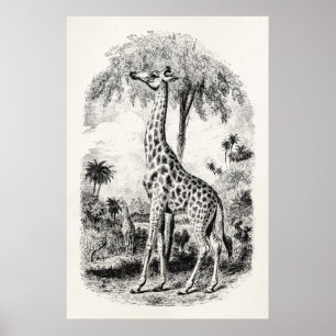 Giraffe - Persoonlijke illustratie van dieren Poster