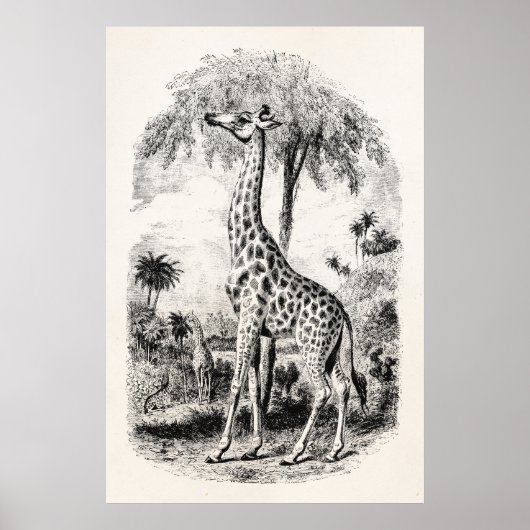  Giraffe - Persoonlijke illustratie van dieren Poster (Voorkant)