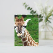 Giraffe Photo Briefkaart (Staand voorkant)