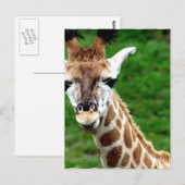 Giraffe Photo Briefkaart (Voorkant / Achterkant)