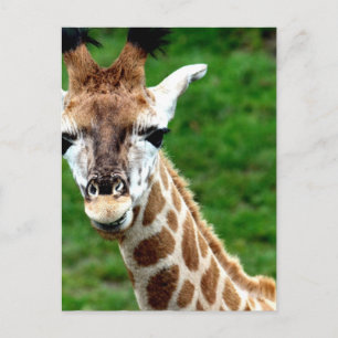 Giraffe Photo Briefkaart