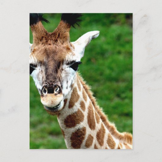 Giraffe Photo Briefkaart (Voorkant)