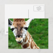Giraffe Photo Briefkaart (Voorkant / Achterkant)